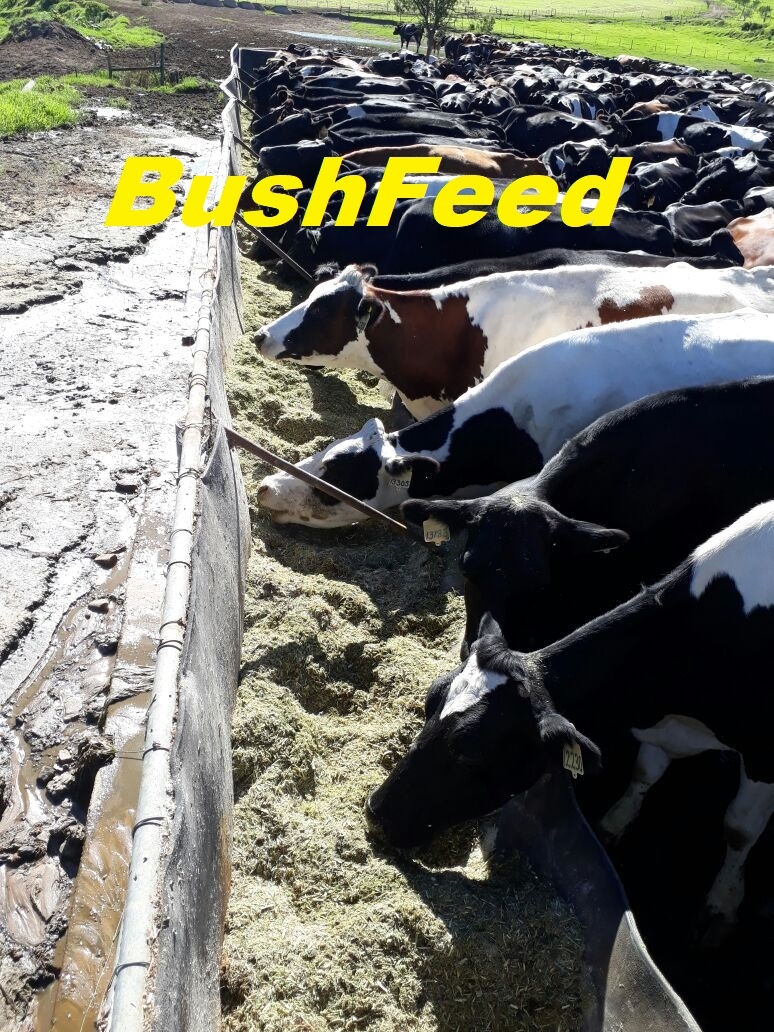 Bush Feed South Africa | Bush to Feed, Farmer Trials, Analysis & Drought Feeding Solutions thumbnail 2