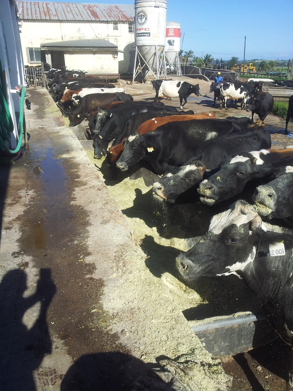 Bush Feed South Africa | Bush to Feed, Farmer Trials, Analysis & Drought Feeding Solutions thumbnail 3