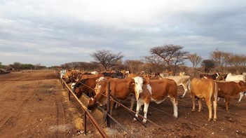 Bush Feed South Africa | Bush to Feed, Farmer Trials, Analysis & Drought Feeding Solutions thumbnail 4