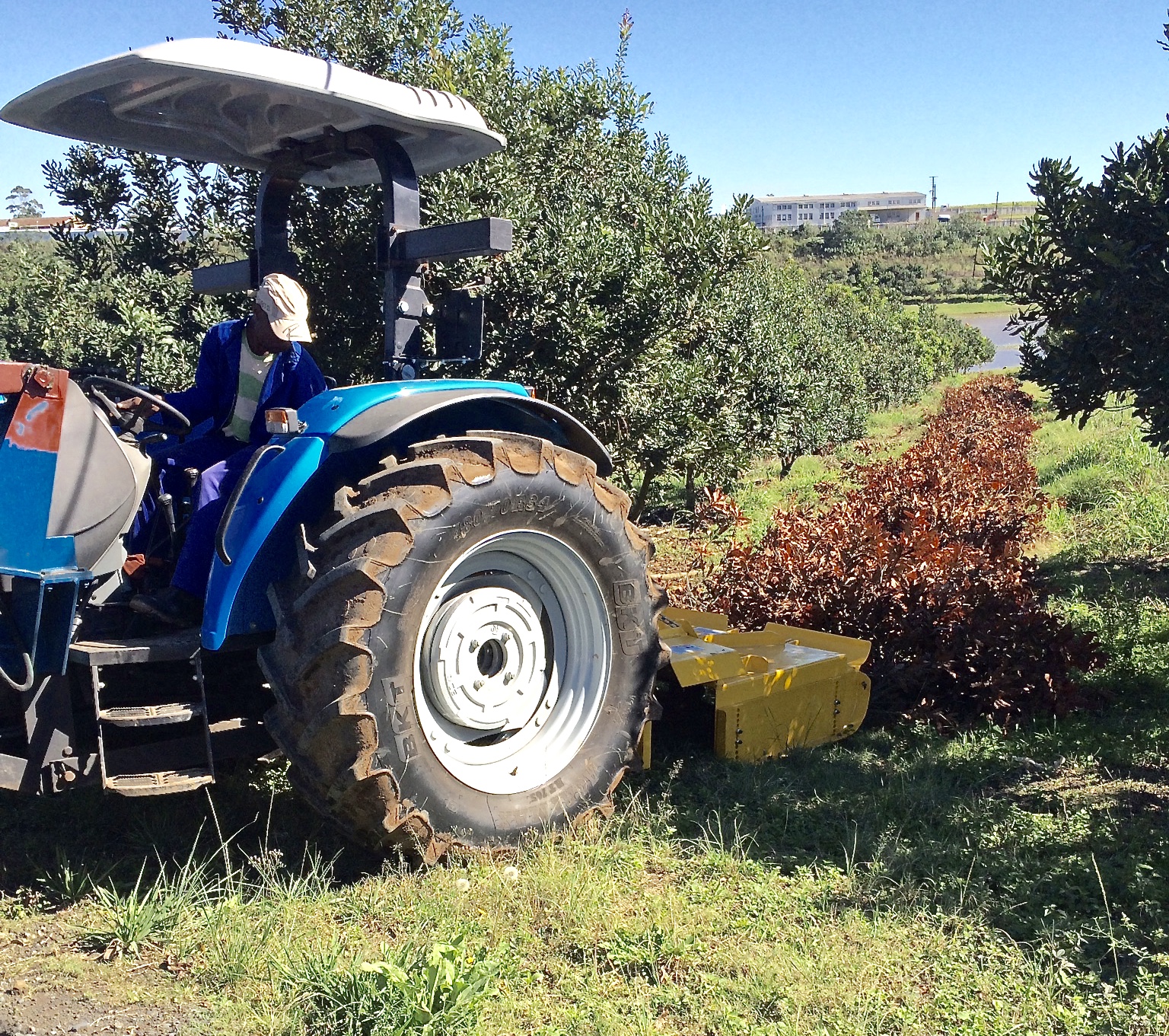 Working in Mac Prunings from mature trees